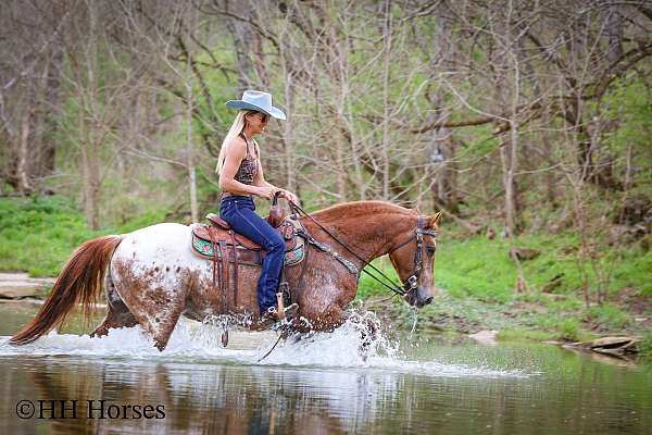 drill-team-appaloosa-horse