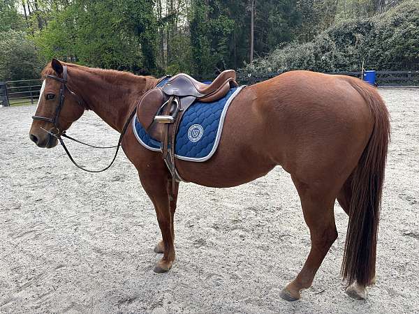 quarter-pony-mare