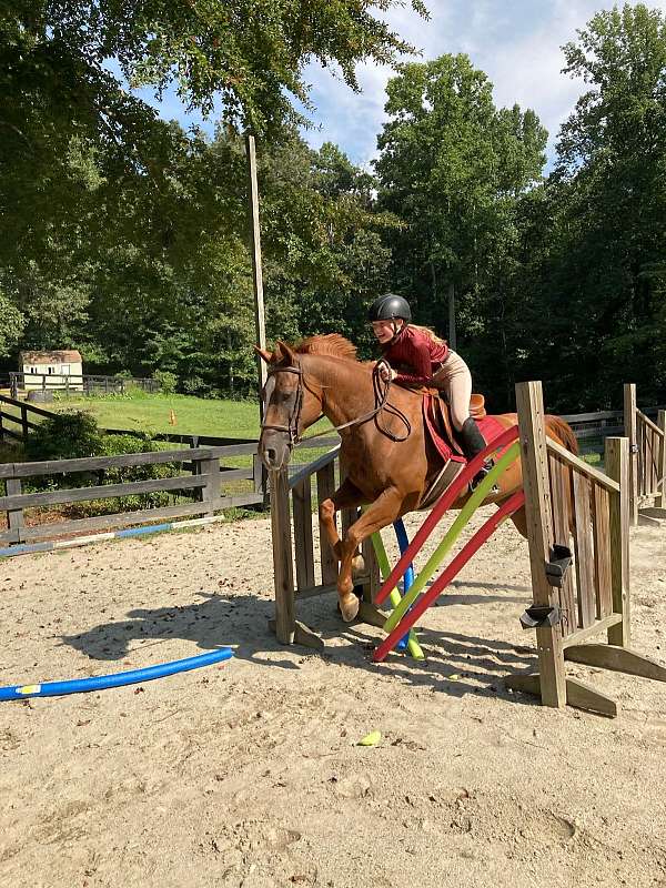 quarter-pony-for-sale