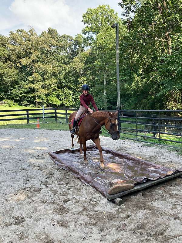 quarter-pony