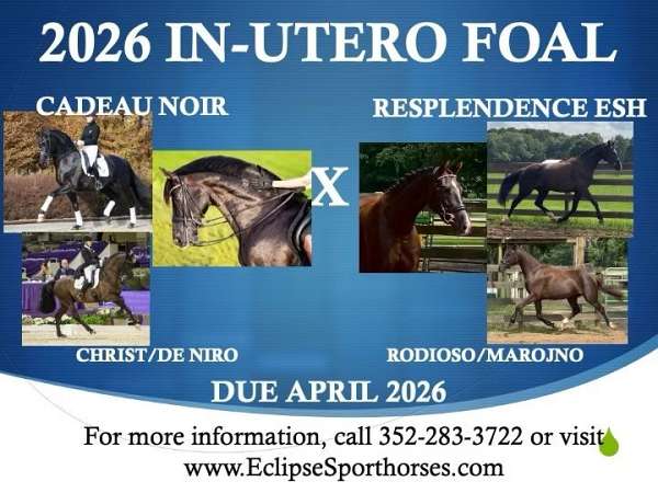 guaranteed-hanoverian-horse