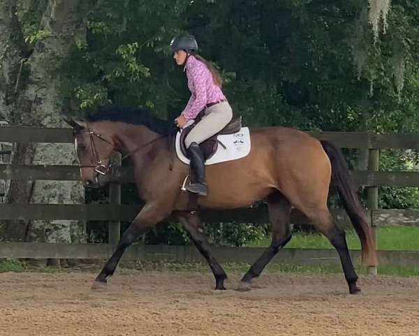 affectionate-oldenburg-horse