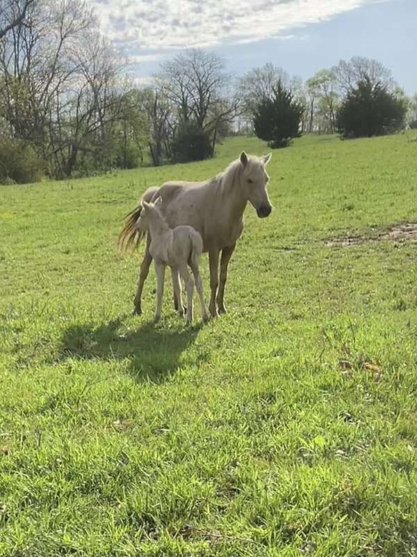 quarter-pony-broodmare