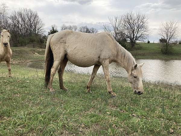ads-quarter-pony
