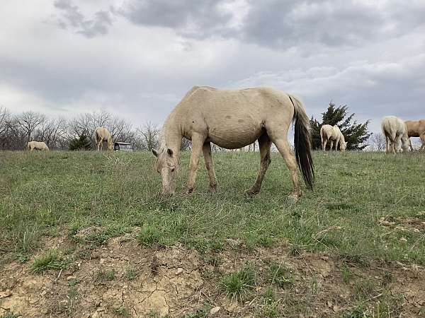 dilute-quarter-pony