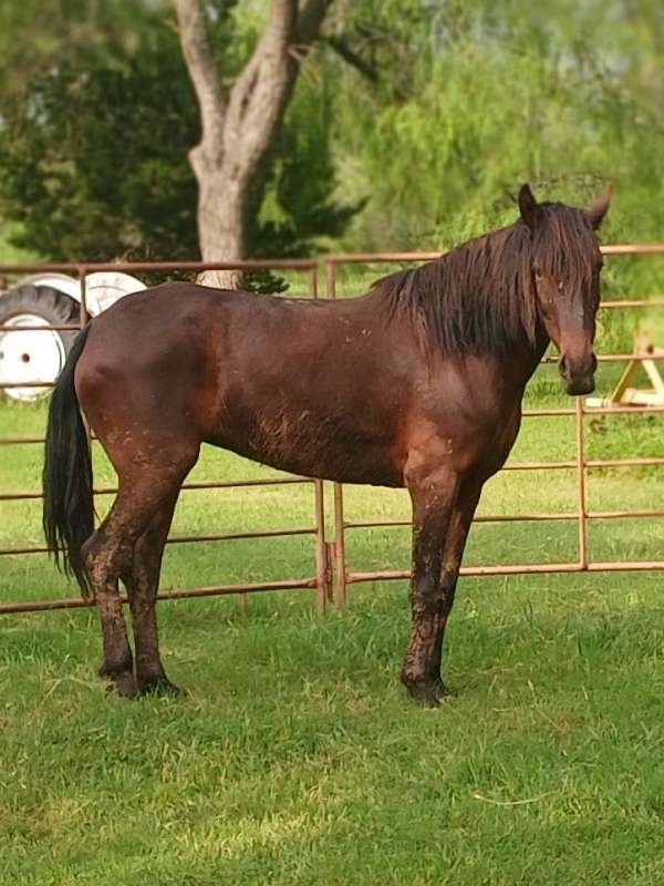 eventer-mustang-horse