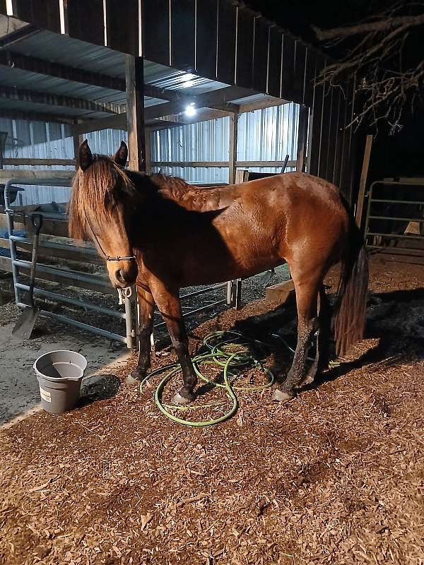 eventers-mustang-horse