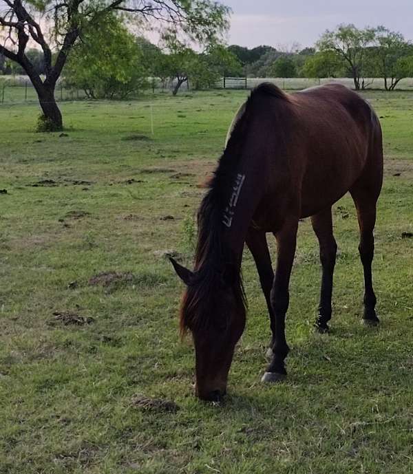 call-mustang-horse