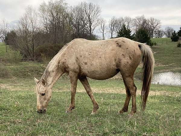 recipient-broodmare-quarter-pony