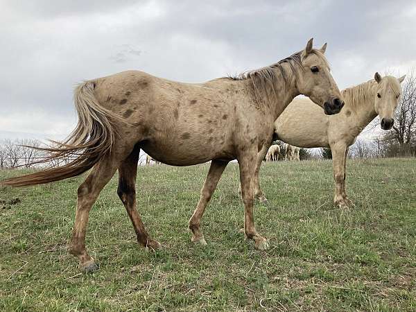 firm-quarter-pony