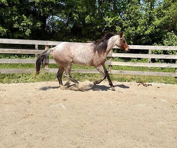 roan-quarter-horse