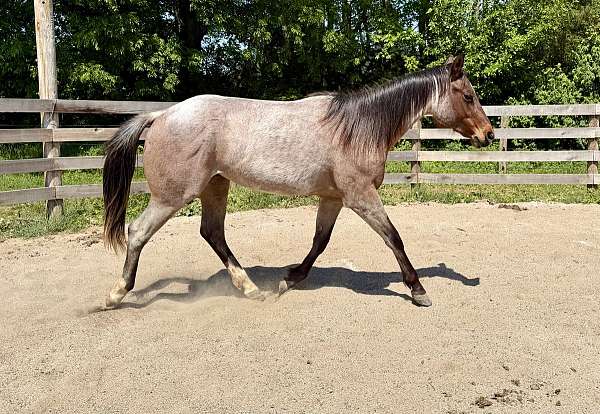 flashy-quarter-horse