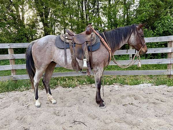 colt-quarter-horse