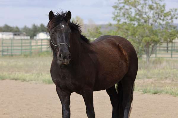 breeding-percheron-horse