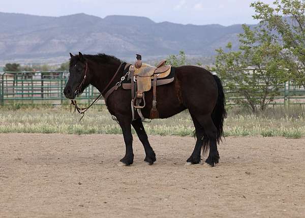 all-around-percheron-horse