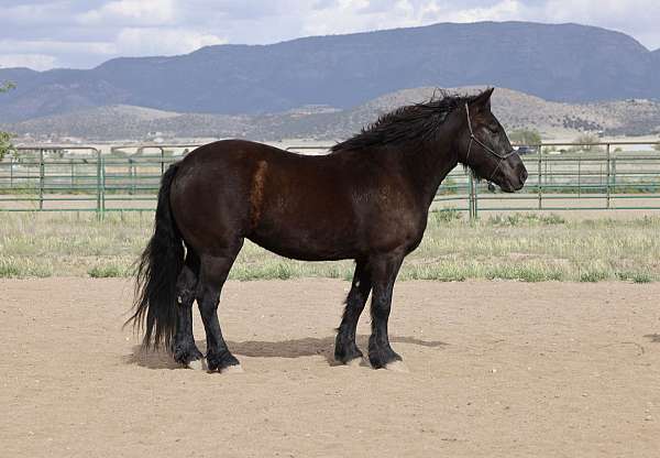 cross-percheron-horse