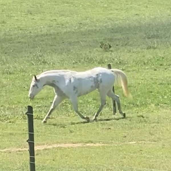 paint-horse-for-sale