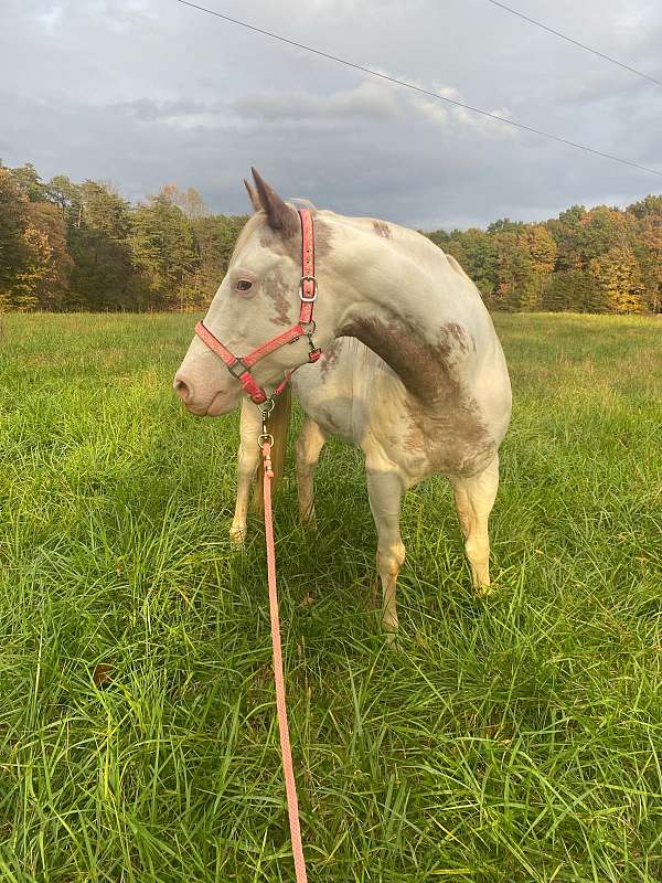 paint-mare