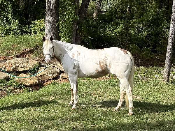 paint-horse