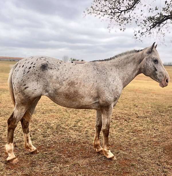rodeo-pickup-poa-horse