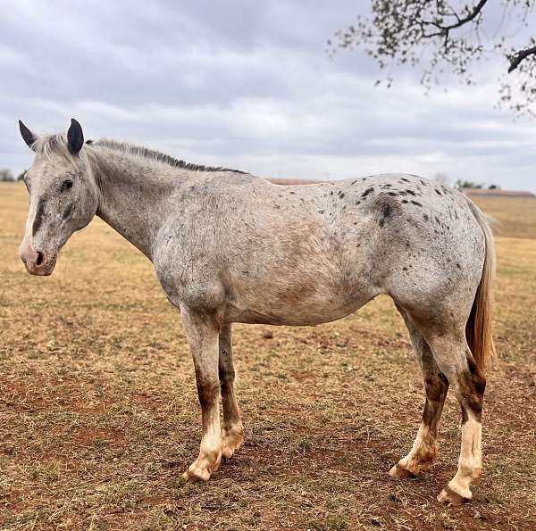 all-around-poa-horse
