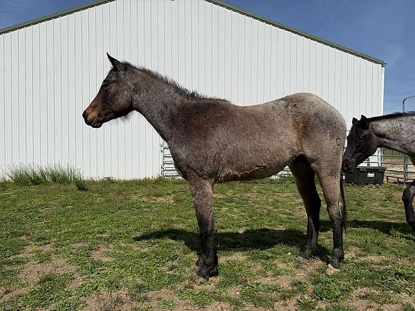 calf-roping-quarter-horse
