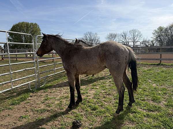 athletic-quarter-horse
