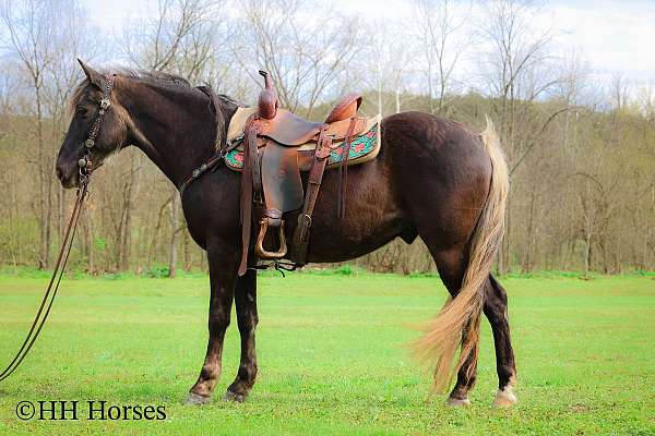 wo-rocky-mountain-horse