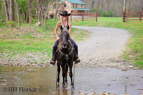 all-around-rocky-mountain-horse