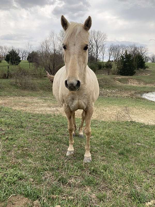 quarter-pony-broodmare