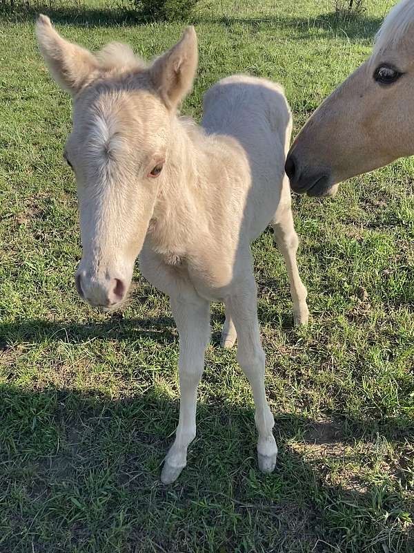 quarter-pony-for-sale