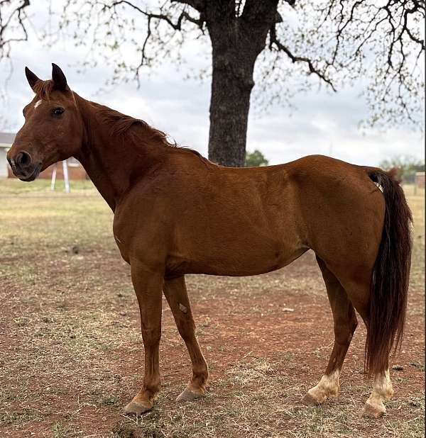 athletic-mare
