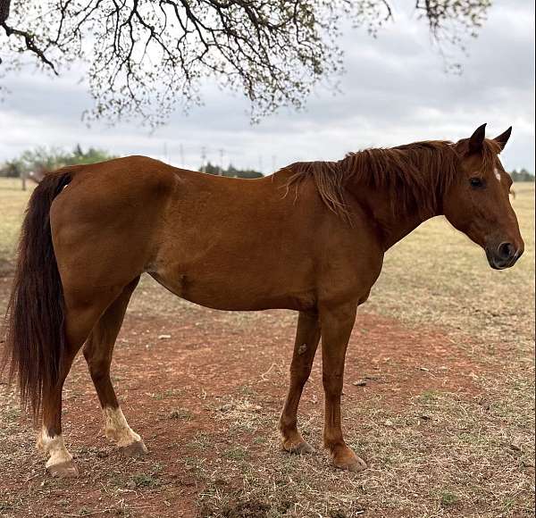 barrel-mare