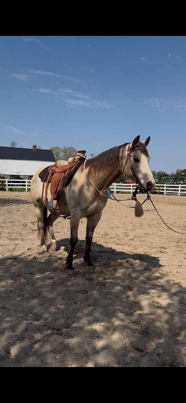 ability-quarter-horse