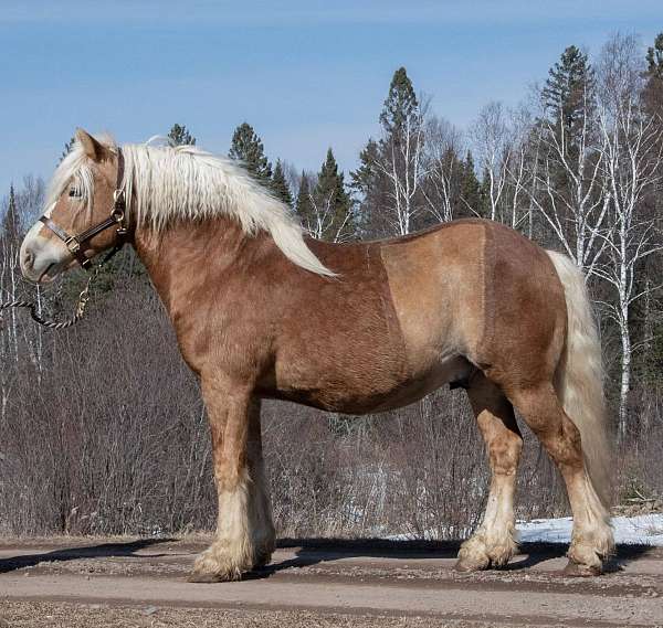blaze-socks-horse