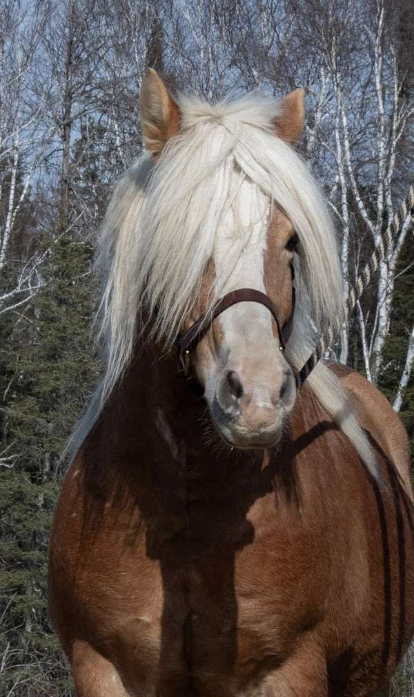 chestnut-blaze-socks-horse