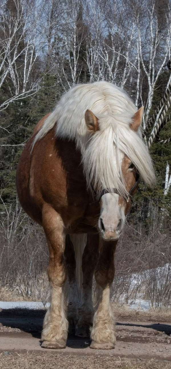 all-around-haflinger-horse