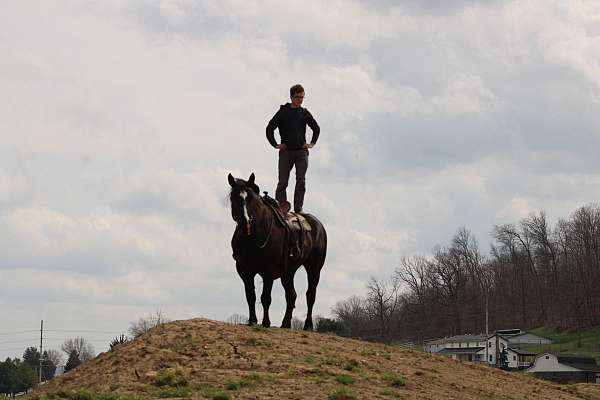 beginner-percheron-horse