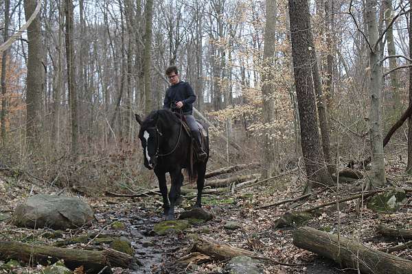 husband-safe-percheron-horse