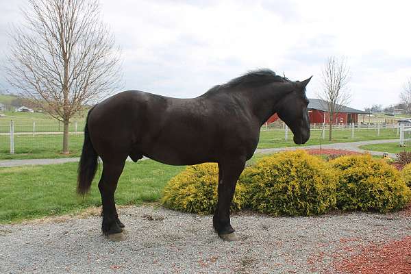 mounted-patrol-percheron-horse