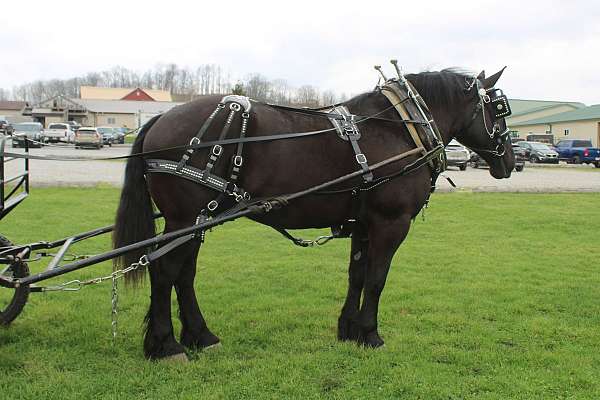 team-driving-percheron-horse