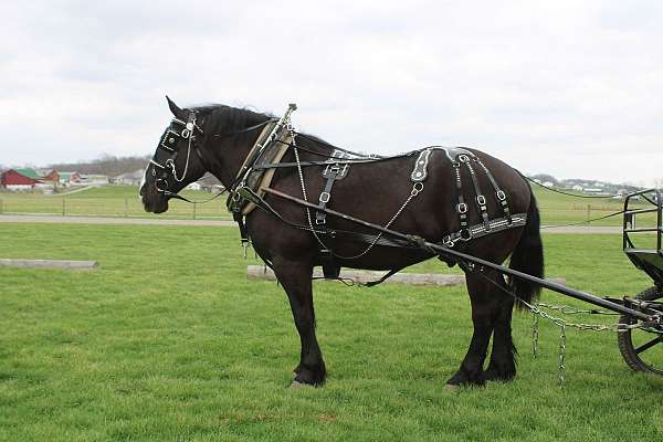 trail-percheron-horse