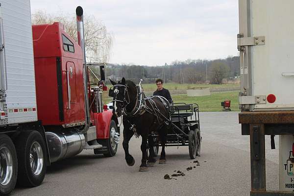 western-pleasure-percheron-horse
