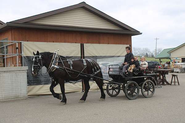western-riding-percheron-horse