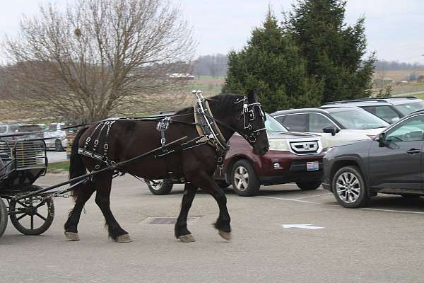 black-percheron-gelding