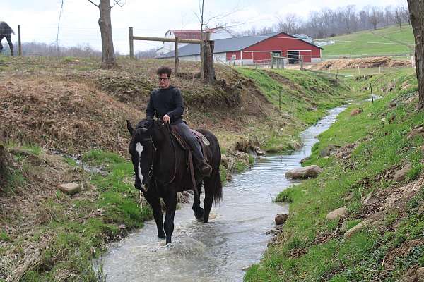 black-beginner-horse