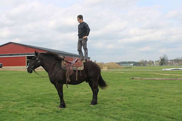 black-white-strip-horse