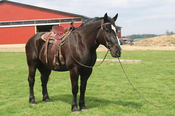 kid-safe-percheron-horse