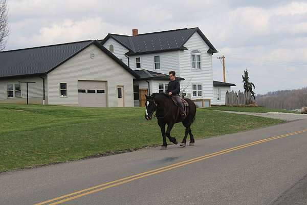 pleasure-driving-percheron-horse