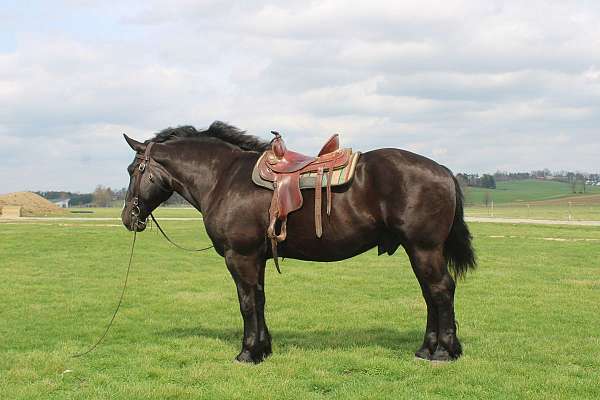 parade-percheron-horse